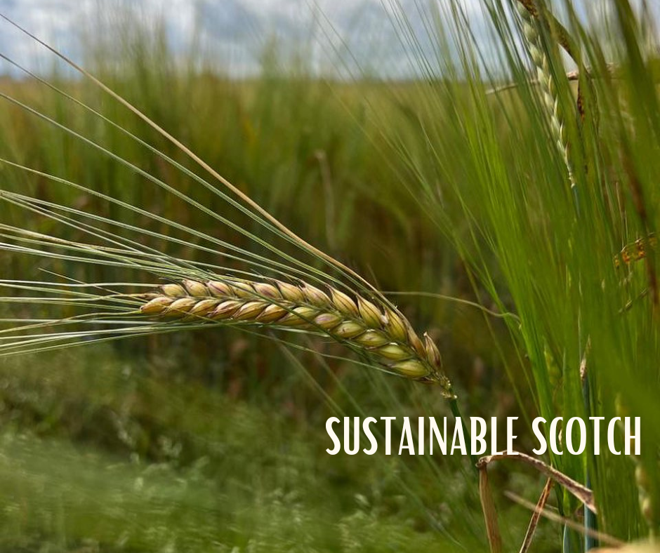 Sustainability and Scotch Whisky featured image